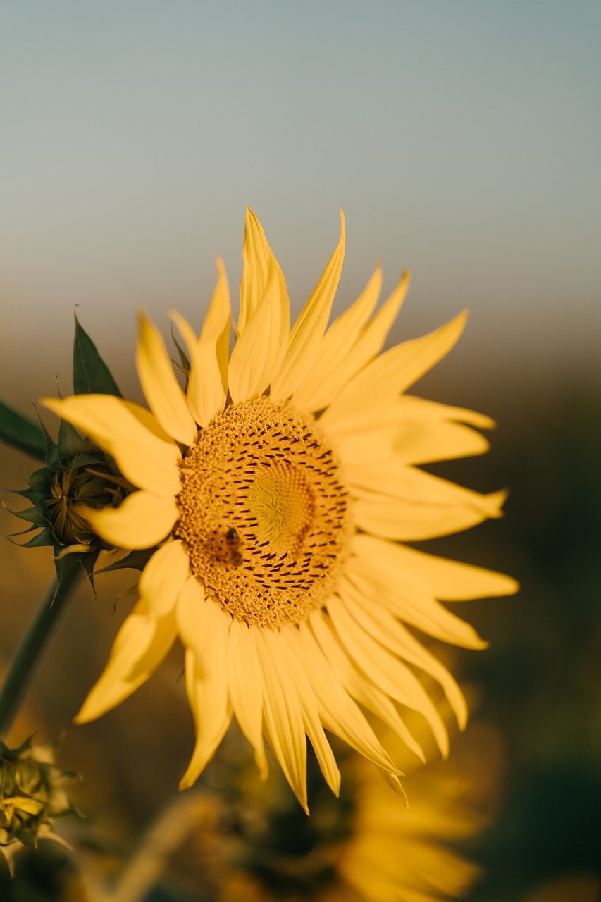 sunflower, flower wallpaper, nature, flower background, beautiful flowers, bloom, flower, summer, yellow, plant
