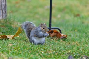 Free stock photo of curious squirrel, grey squirrel